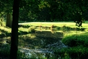 Course [belesbat00-381609.jpg]