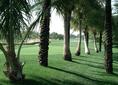 COURSES [emirates09-174540.jpg]